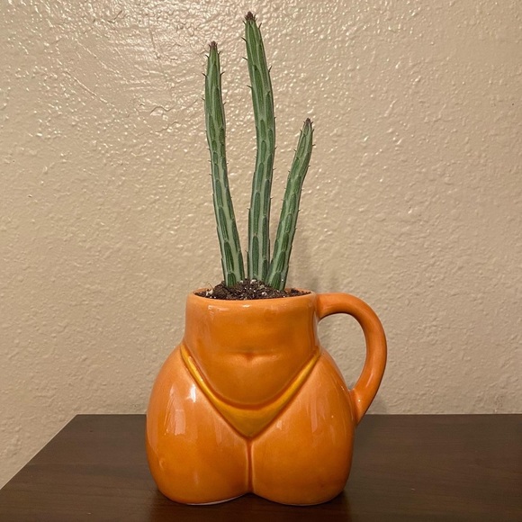 Planter and live cactus - Picture 1 of 2